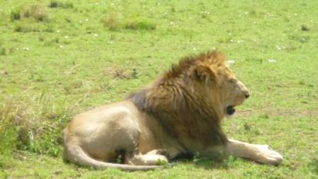 Kenya big five safaris