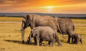 Kilimanjaro safari tour