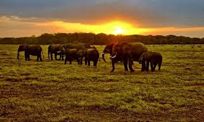 Safari Kenya Holiday safari Offer