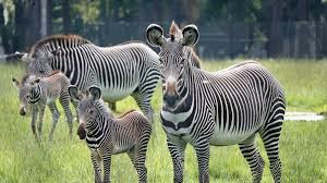 Safari Tour Holiday safari