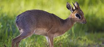 4 Days - Kenyan holiday safari