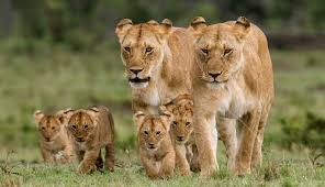 Amboseli Kenya Safari