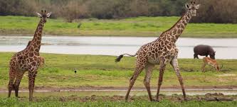 Nairobi national park Tour