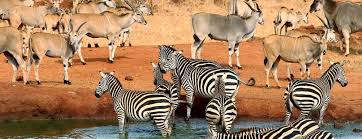 Tsavo East Safari