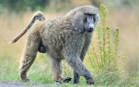 Kenya Tour Adventure Camping Safari