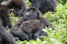 Gorilla  Safari Tour