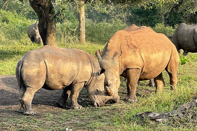 Tanzania Camping Safari